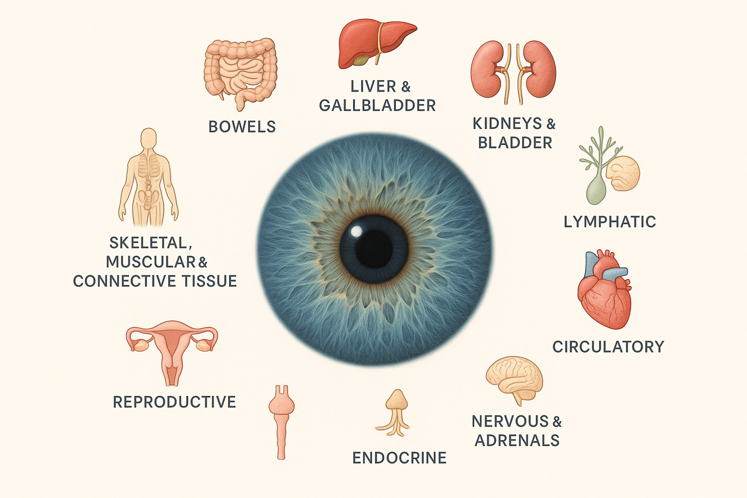 The information displayed by the iris can determine the health status of the following body systems: The BowelsThe Liver & GallbladderThe Kidneys and BladderThe Circulatory SystemThe Lymphatic SystemThe Nervous System and The Adrenal GlandsThe Endocrine SystemThe Reproductive SystemThe Skeletal System, Muscular System and Connective Tissue
ONLY INCLUDE ONE IMAGE PER ORGAN SYSTEM